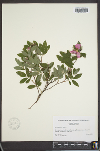 Rosa palustris image