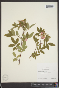 Rosa palustris image