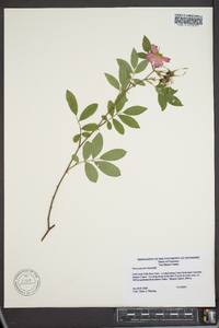 Rosa palustris image