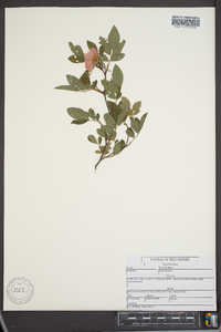 Rosa palustris image