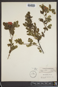 Rosa palustris image