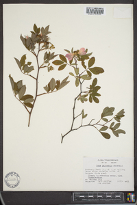 Rosa palustris image