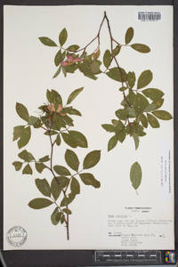 Rosa palustris image