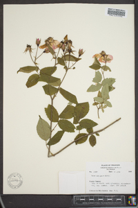 Rosa setigera image