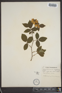 Rosa setigera image