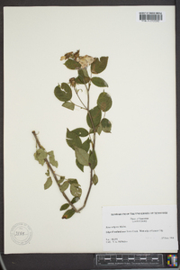 Rosa setigera image