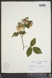 Rosa setigera image