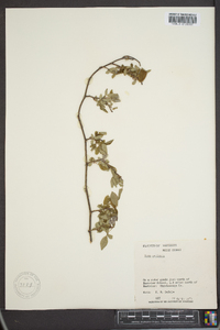 Rosa setigera image