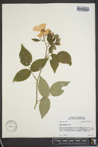 Rosa setigera image