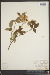 Rosa setigera image