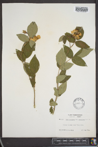 Rosa setigera var. tomentosa image