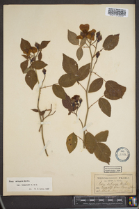 Rosa setigera image