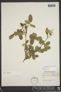 Rosa virginiana image