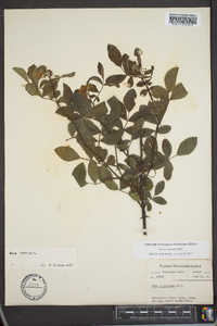 Rosa virginiana image