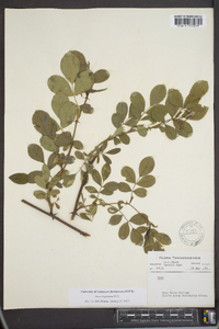 Rosa virginiana image