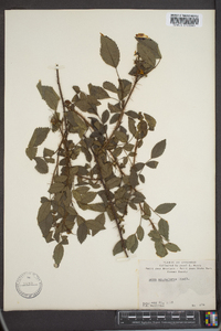 Rosa acicularis image