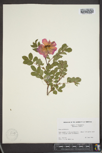 Rosa arkansana image