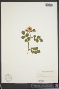 Rosa rubiginosa image