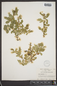 Rosa rubiginosa image