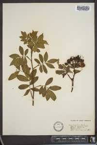 Rosa palustris image