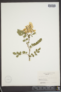 Rosa multiflora image