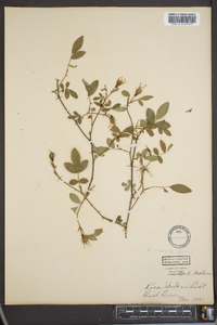 Rosa woodsii image