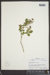 Rosa multiflora image