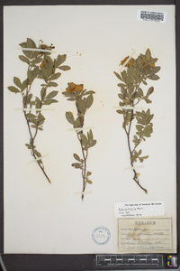 Rosa palustris image