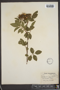 Rosa palustris image