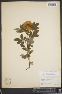 Rosa palustris image