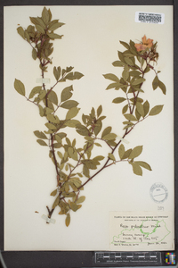 Rosa palustris image