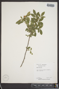 Rosa palustris image