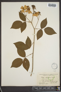 Rosa setigera image