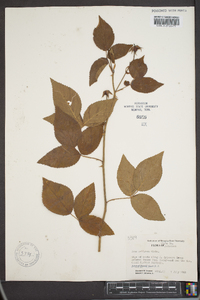 Rosa setigera image