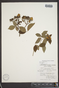 Rosa setigera image