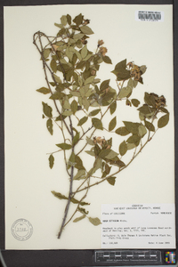 Rosa setigera image