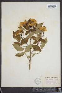 Rosa setigera image