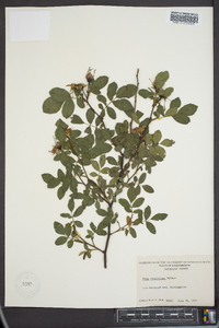 Rosa virginiana image