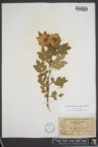 Rosa virginiana image