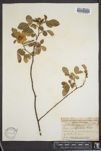 Rosa virginiana image