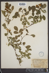 Rosa virginiana image