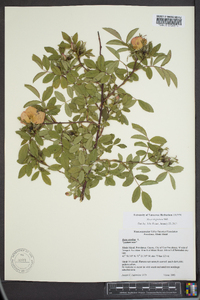 Rosa virginiana image