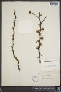 Prunus angustifolia image