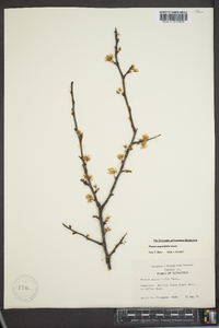 Prunus angustifolia image