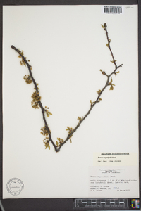 Prunus angustifolia image