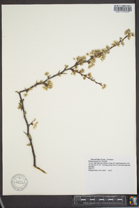 Prunus angustifolia image