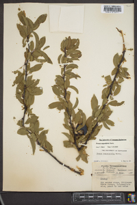 Prunus angustifolia image