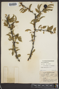 Prunus angustifolia image