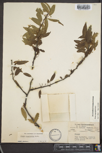 Prunus angustifolia image