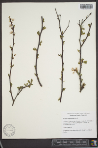 Prunus angustifolia image